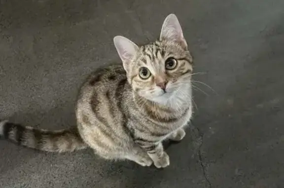 Animaux trouvés Saint-Chély-d'Apcher, photo: Chat sociable trouvé, 5 mois, St-Chély-d'Apcher