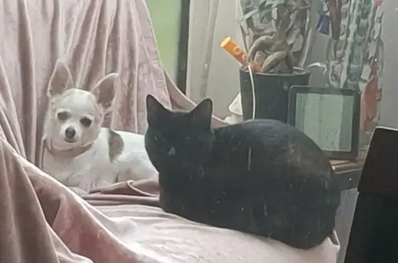 Chat perdu, Montluçon, photo: Chat noir perdu, castré, tatoué Montluçon