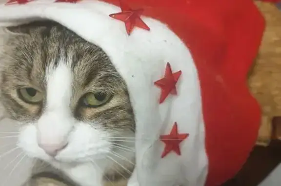 Chat tigré-blanc disparu à Chey - photo