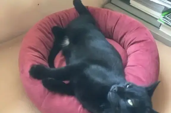 Chat noir européen perdu à Moussy - photo