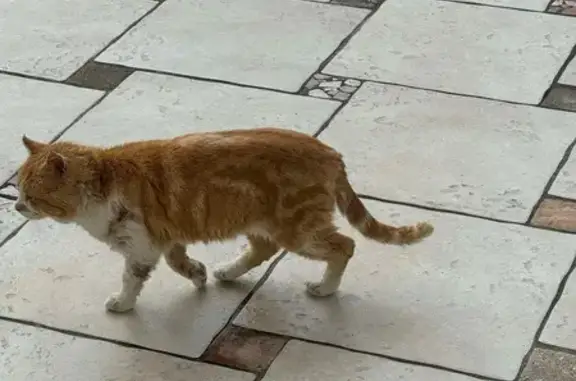 Animaux trouvés Lans-en-Vercors, photo: Chat blessé et affamé trouvé à Lans
