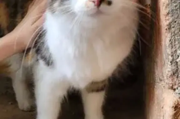 Chatte tricolore câline trouvée à Pouzauges - photo