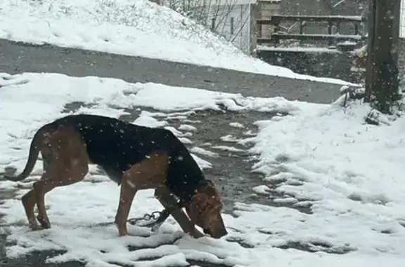 Chienne peureuse, chaîne pendante, Feniers - photo
