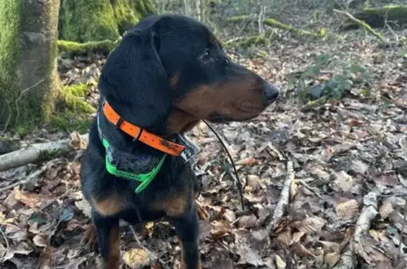Chien perdu , photo : Chien noir et feu perdu à Rosey