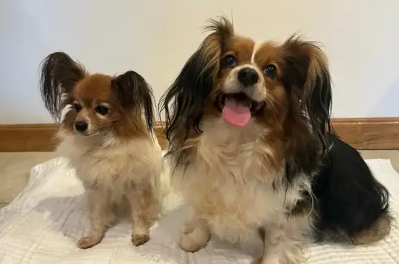 Animaux trouvés Véron, photo: Deux Épagneuls Nains trouvés à Véron