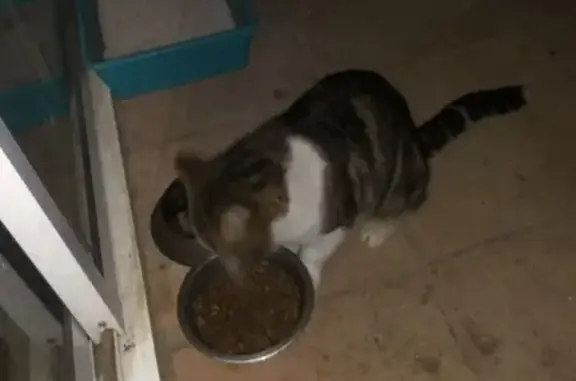 Chat mâle trouvé à Morlaàs, cherche propriétaire - photo