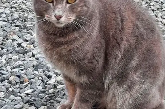 Chat trouvé La Méaugon, photo: Chat sociable trouvé sans tatouage ni collier