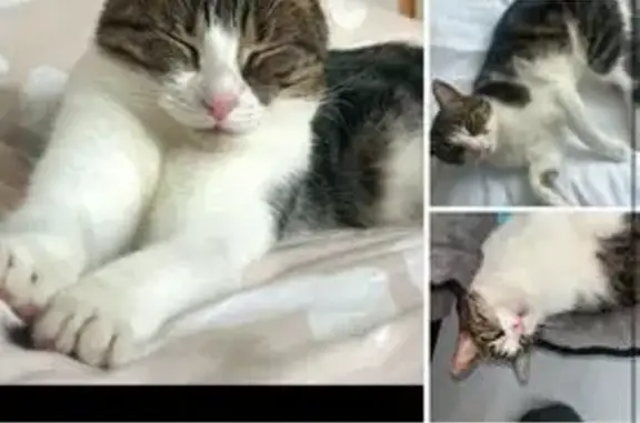 Chatte tigrée 3 ans perdue à Guérande - photo