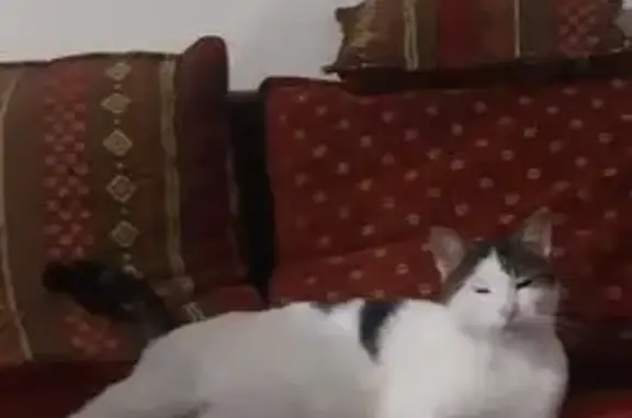 Chat perdu : noir/blanc, peureux, stérilisé - photo