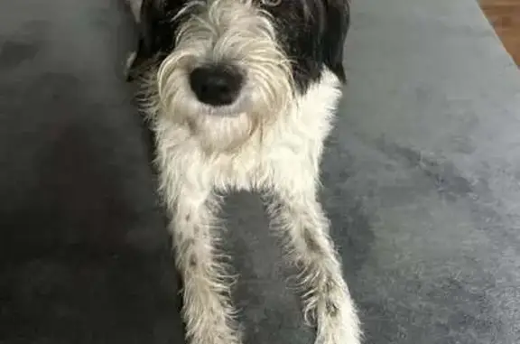 Chien perdu , photo : Chienne disparue noire/blanche à Fleury