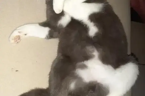 Chat perdu, Rochefort, photo: Chatte Européenne grise, pattes blanches perdue