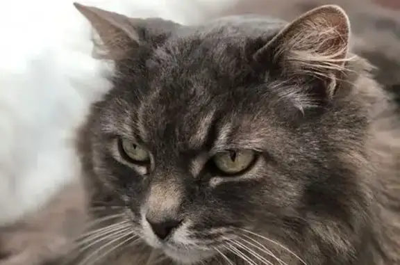 Chat perdu, Condé-Sainte-Libiaire, photo: Avis : Chat Norvégien gris perdu, 16 ans