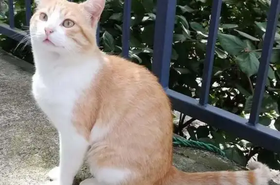 Chat tigré blanc/jaune disparu à Angers - photo