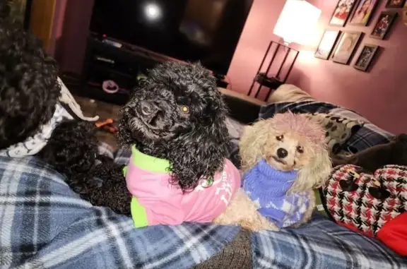 Lost Toy Poodle: Black Female, Lincoln