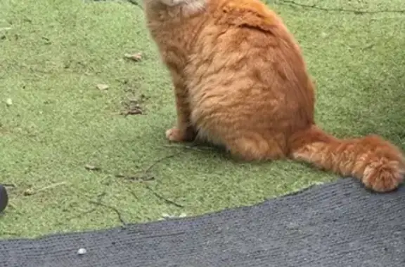 Chat trouvé Elven, photo: Chat docile trouvé, miaule souvent, Bogdual