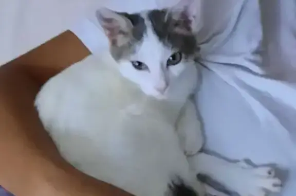 Chat blanc et gris tigré disparu - photo