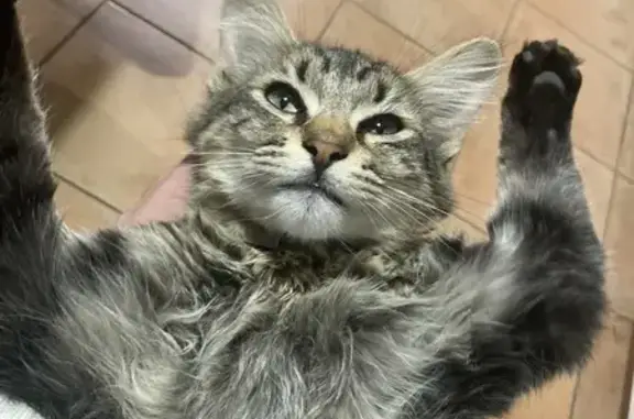 Chat tigré disparu à Noaillan - photo
