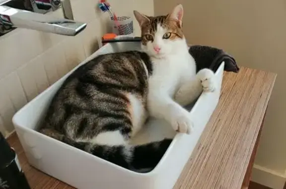 Chat tigré VICO disparu à Agen - photo