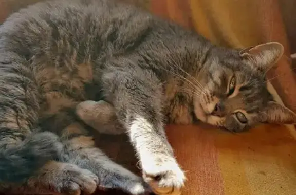 Chatte blessée trouvée à Limoux - photo