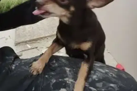 Chienne âgée trouvée à Villeneuve-le-Roi - photo