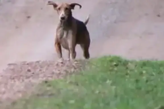 Animaux perdus , photo: Chien Poitevin perdu à Aunay-en-Bazois