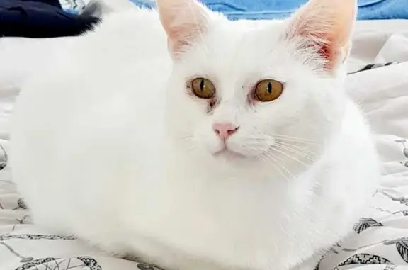 Animaux perdus , photo: Chat blanc perdu à Méral, Rue des Mésanges