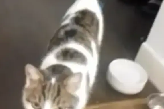 Chatte perdue à Besançon : Tempête, 7 ans - photo