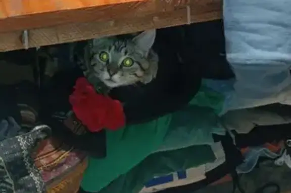 Chat perdu à Gourdon : Rakan, mâle castré - photo