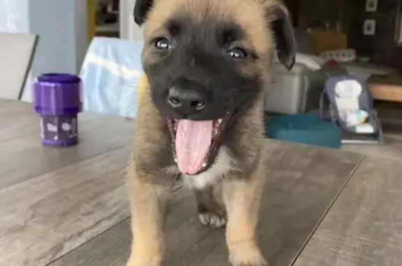 Chienne Malinois Marron/Noir Trouvée - photo