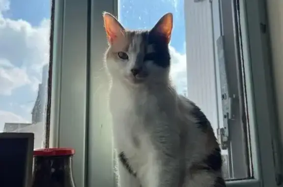 Chat Yumi perdu, peureuse, Montreuil-Bellay - photo