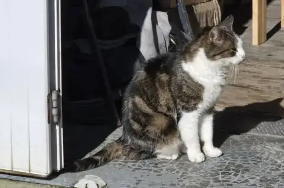 Chatte tigrée trouvée à Ouistreham - photo
