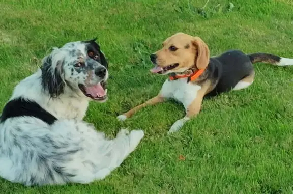 Chiens tatoués perdus au Guislain - photo