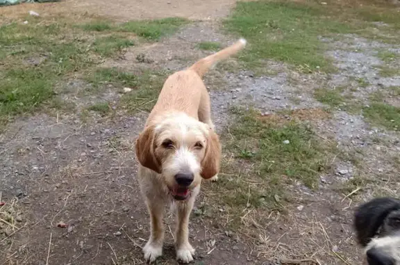 Chien perdu , photo : Chien perdu à Cravencères, secteur C3