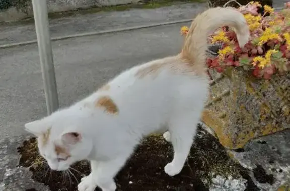 Chat mâle câlin trouvé, Lahitte - photo