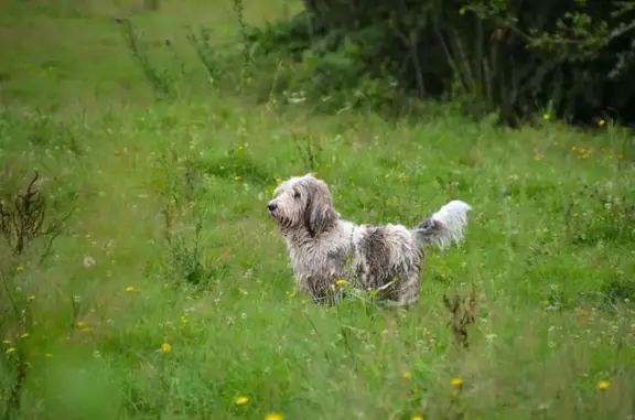 Animaux perdus , photo: Basset Griffon perdu à Dournazac