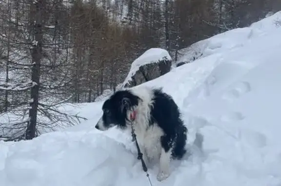 Chien perdu à Aix : Border Collie Okaïdo - photo