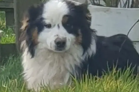 Chien perdu , photo : Chien craintif perdu à Saint-Martial