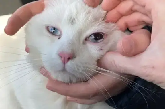 Animaux trouvés , photo: Chat blanc mâle trouvé à Belleville 69220