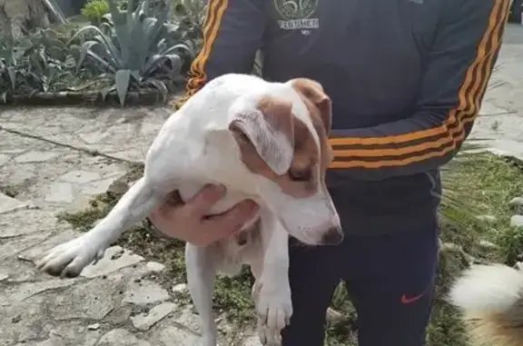 Fox terrier trouvé à Chantemerle-les-Blés - photo