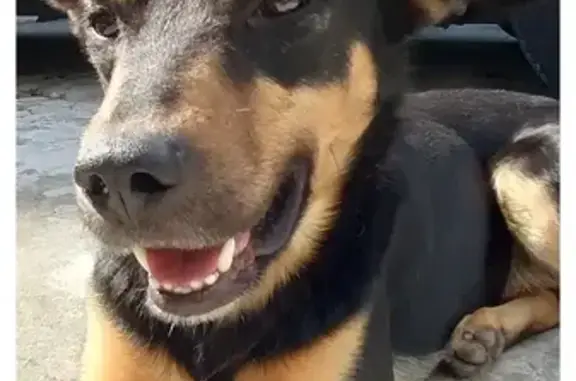Cachorro Perdido: Doritos, Preto e Caramelo