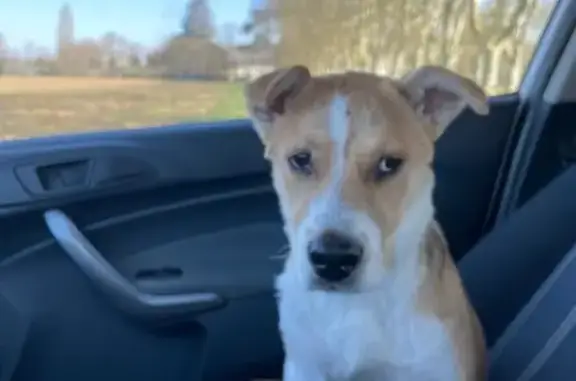 Chien trouvé Albias, photo: Jeune chien roux et blanc trouvé à Albias