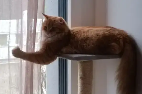 Chat roux européen perdu à Saint-Nazaire - photo