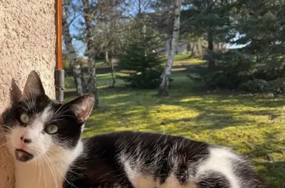 Animaux perdus , photo: Chat noir et blanc disparu à Quenne