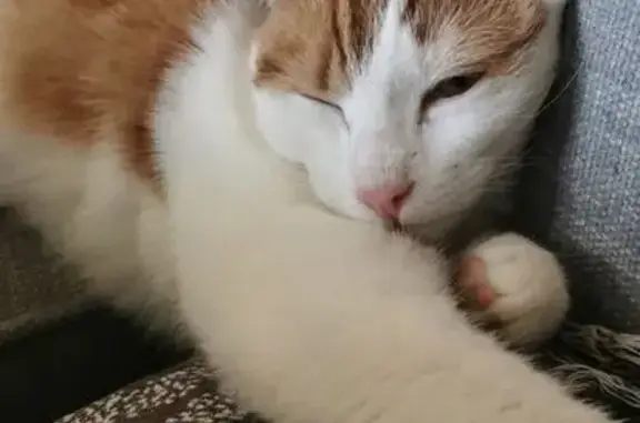 Chat roux et blanc perdu à Tortebesse - photo
