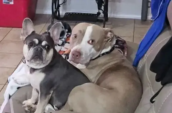 Help Find Bailey & Luna in San Antonio!