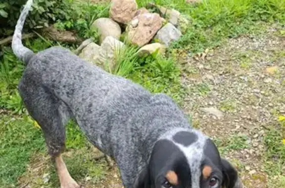 Animaux trouvés , photo: Chien femelle trouvé sans puce ni tatouage