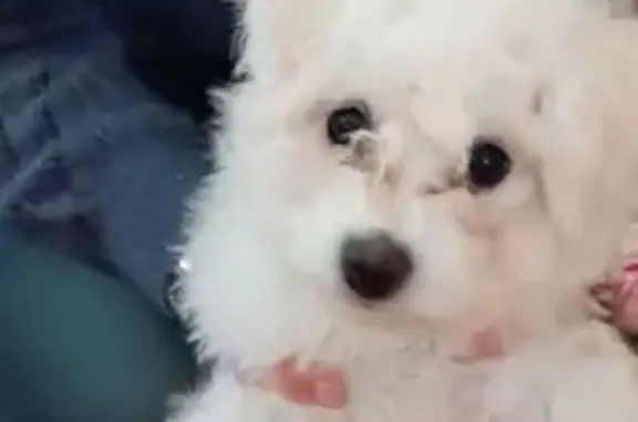 Animaux perdus , photo: Bichon frisé femelle perdue à Fouilloy