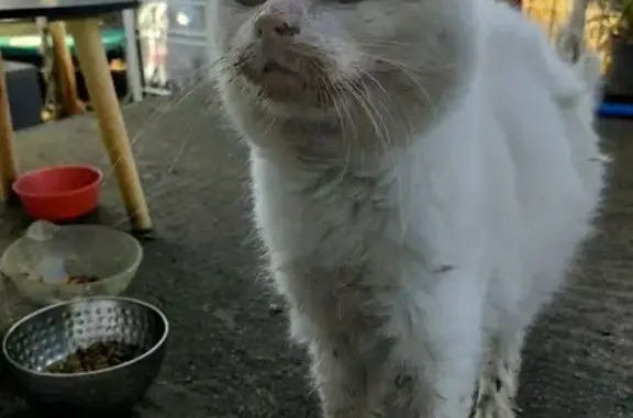 Chat amaigri sociable trouvé à Orléans - photo