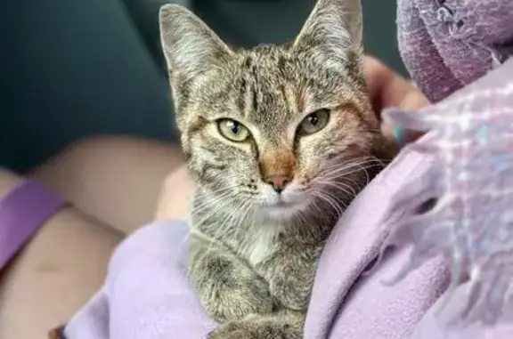 Chaton trouvé, poil court, rue Noutary - photo