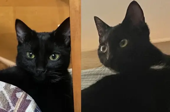 Chatte noire Milou perdue à Cluses - photo